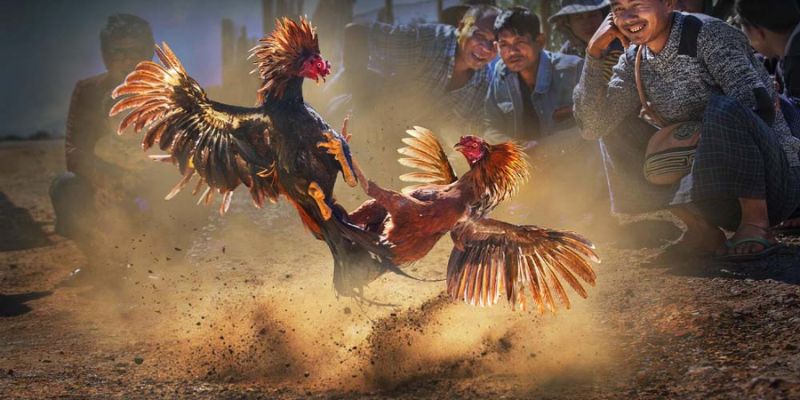 Cách nuôi gà chơi C theo thực đơn giàu protein và vitamin